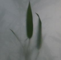 of_thumbnail